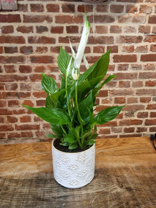 Peace Lily indoor Plant 12cm