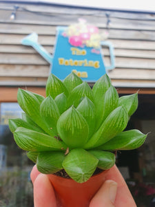 Baby Haworthia Cooperi window succulent - indoor plant 5cm