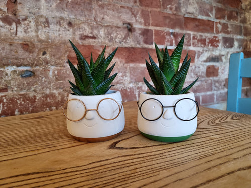 Nerd with glasses indoor plant pot