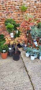 Japanese Acer Tree - CLICK AND COLLECT ONLY*
