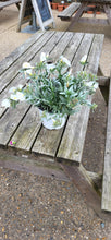 Load image into Gallery viewer, Convolvulus Silver bush - evergreen shrub *CLICK AND COLLECT ONLY*