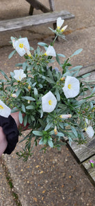 Convolvulus Silver bush - evergreen shrub *CLICK AND COLLECT ONLY*