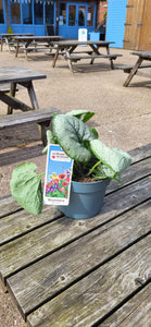 Brunnera 'Silver Heart' herbaceous perennial *CLICK AND COLLECT ONLY*