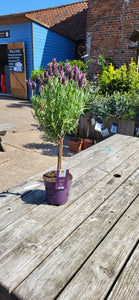 French/Butterfly Lavender *CLICK AND COLLECT ONLY*
