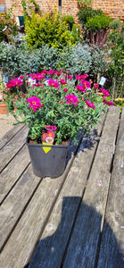 Deep pink Marguerite/Argyranthemum Daisy - *CLICK AND COLLECT ONLY*