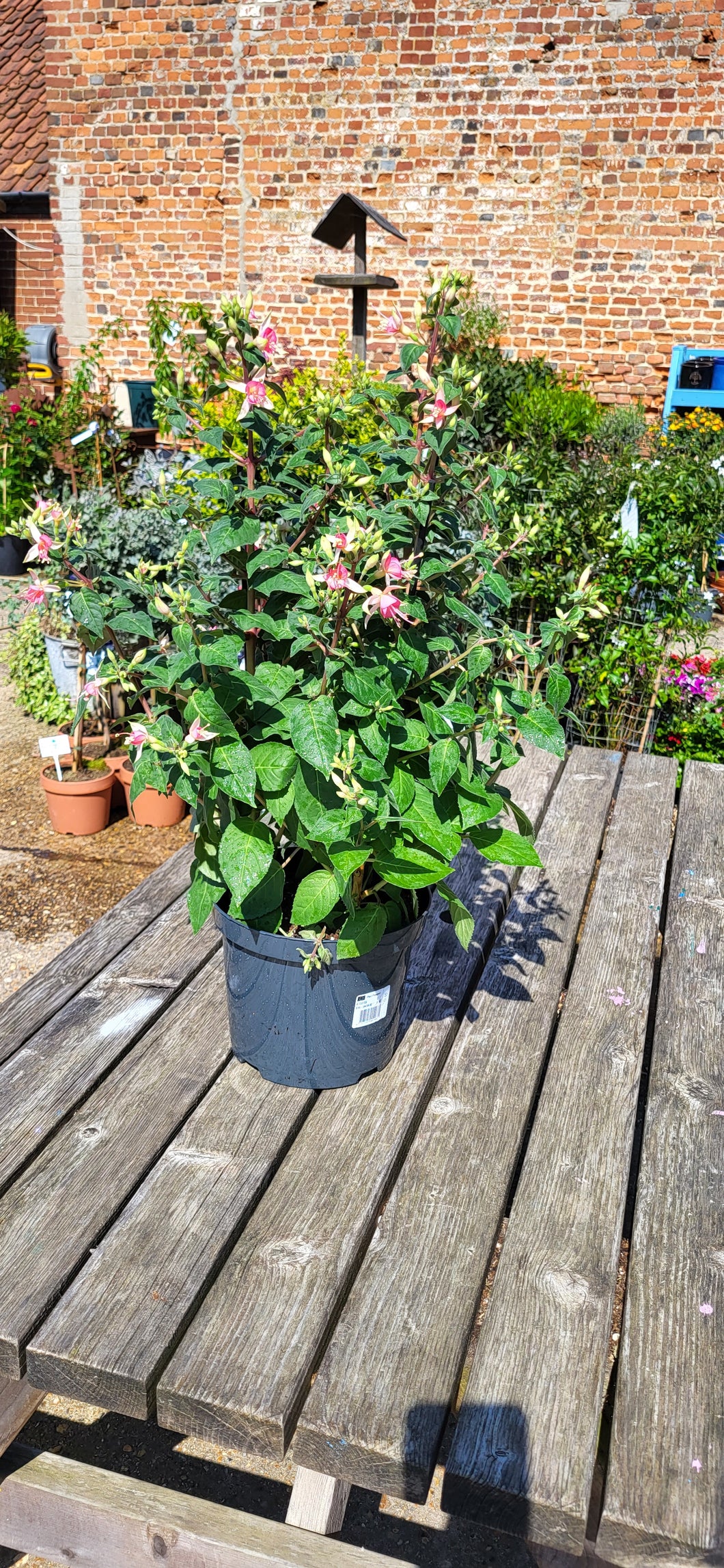 Large Hardy star fuchsia *COLLECTION ONLY*