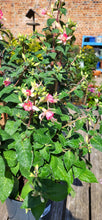 Load image into Gallery viewer, Large Hardy star fuchsia *COLLECTION ONLY*
