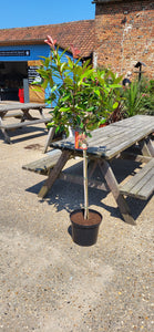Standard Red Robin Shrub *CLICK AND COLLECT ONLY*