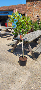 Standard Red Robin Shrub *CLICK AND COLLECT ONLY*