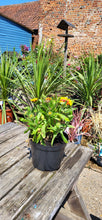 Load image into Gallery viewer, Gaillardia x Grandiflora Arizona Sun Perennial *CLICK AND COLLECT ONLY*