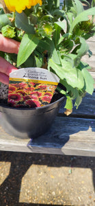 Gaillardia x Grandiflora Arizona Sun Perennial *CLICK AND COLLECT ONLY*