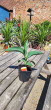 Load image into Gallery viewer, Canna Lilly ideal for pots and borders *CLICK AND COLLECT ONLY*
