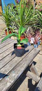 Canna Lilly ideal for pots and borders *CLICK AND COLLECT ONLY*