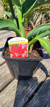 Load image into Gallery viewer, Canna Lilly ideal for pots and borders *CLICK AND COLLECT ONLY*