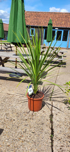 Extra Large green Cordyline 'Australis'  *CLICK AND COLLECT ONLY*