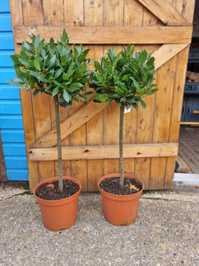 Medium Standard Bay Tree straight stem bay trees *CLICK AND COLLECT ONLY*