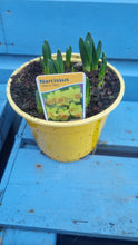 Load image into Gallery viewer, Spring Bulbs - Tete a Tete (miniature Daffodil) bulbs *AVAILABLE FOR CLICK AND COLLECT ONLY*