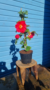 Camelia - shrub small *CLICK AND COLLECT ONLY