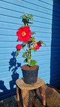 Load image into Gallery viewer, Camelia - shrub small *CLICK AND COLLECT ONLY