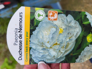 Herbacious Peony - Perennial outdoor plant *CLICK AND COLLECT ONLY