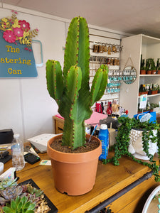 Large Euphorbia Ingens 'Candelarba' Cactus - COLLECTION FROM OUR SHOP ONLY