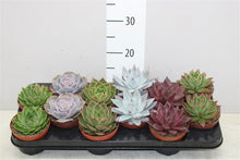 Load image into Gallery viewer, Echeveria succulent 10cm indoor or outdoor plant