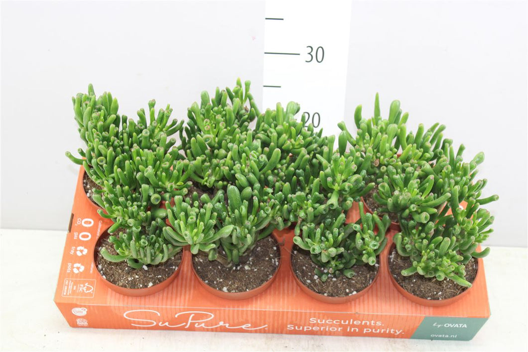 Crassula Hobbit Coral indoor plant 12cm