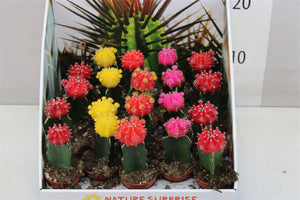 Baby/Mini Moon Gymnocalycium cactus - indoor plant 5cm
