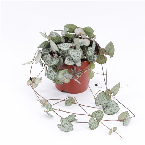 Ceropegia woodii - String of Hearts 8cm Indoor Plant