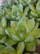 Load image into Gallery viewer, Haworthia Cooperi window succulent - indoor plant 8cm