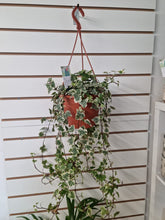 Load image into Gallery viewer, Extra Long Trailing Hedera Ivy Indoor Plant - Large various varieties