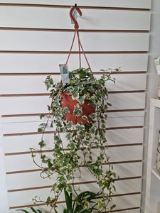 Extra Long Trailing Hedera Ivy Indoor Plant - Large various varieties