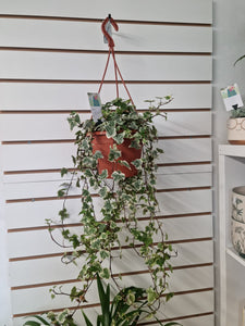 Extra Long Trailing Hedera Ivy Indoor Plant - Large various varieties