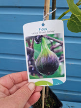 Load image into Gallery viewer, Small Ficus Fig Tree &#39;Brown Turkey&#39; - *CLICK AND COLLECT ONLY*
