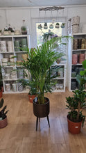 Load image into Gallery viewer, Dypsis Areca Palm indoor plant 120cm tall - Click and collect from shop only