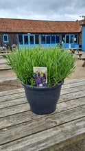 Load image into Gallery viewer, English Lavender outdoor plant -CLICK AND COLLECT ONLY