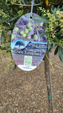 Load image into Gallery viewer, Large Standard Olive Tree - CLICK AND COLLECTION ONLY DUE TO SIZE