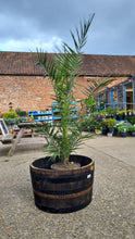 Load image into Gallery viewer, Half Oak Barrel planter *CLICK AND COLLECT ONLY*
