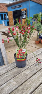 Cytisus Red Broom 'Boskoop Ruby' Evergreen shrub *CLICK AND COLLECT FROM SHOP ONLY*