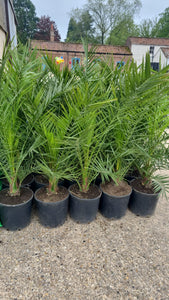 Large Phoenix Canary Palm *CLICK AND COLLECT ONLY*