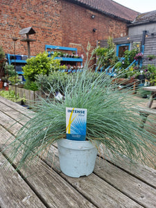 Festuca Glauca Compact Intense Blue Grass *CLICK AND COLLECT ONLY*