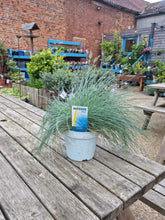 Load image into Gallery viewer, Festuca Glauca Compact Intense Blue Grass *CLICK AND COLLECT ONLY*
