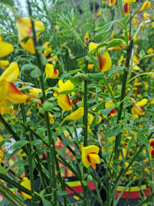 Cytisus Yellow/Red Broom 'Firefly' Evergreen shrub *CLICK AND COLLECT FROM SHOP ONLY*