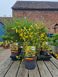 Cytisus Yellow/Red Broom 'Firefly' Evergreen shrub *CLICK AND COLLECT FROM SHOP ONLY*