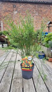 Cytisus Orange/Red Broom 'Apricot' Evergreen shrub *CLICK AND COLLECT FROM SHOP ONLY*