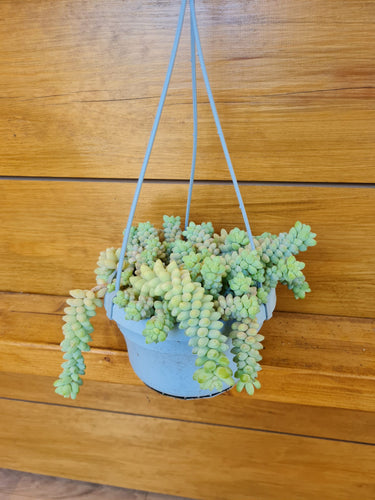 Sedum Burrito Donkey tails succulent trailing/hanging indoor plant