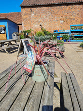 Load image into Gallery viewer, Small pink Cordyline &#39;Southern Splendour&#39;  *CLICK AND COLLECT ONLY*