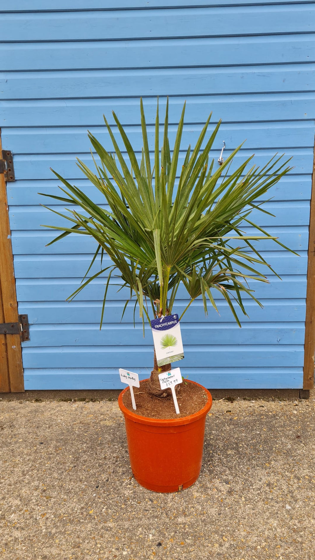 Hardy Trachycarpus Palm *CLICK AND COLLECT ONLY*