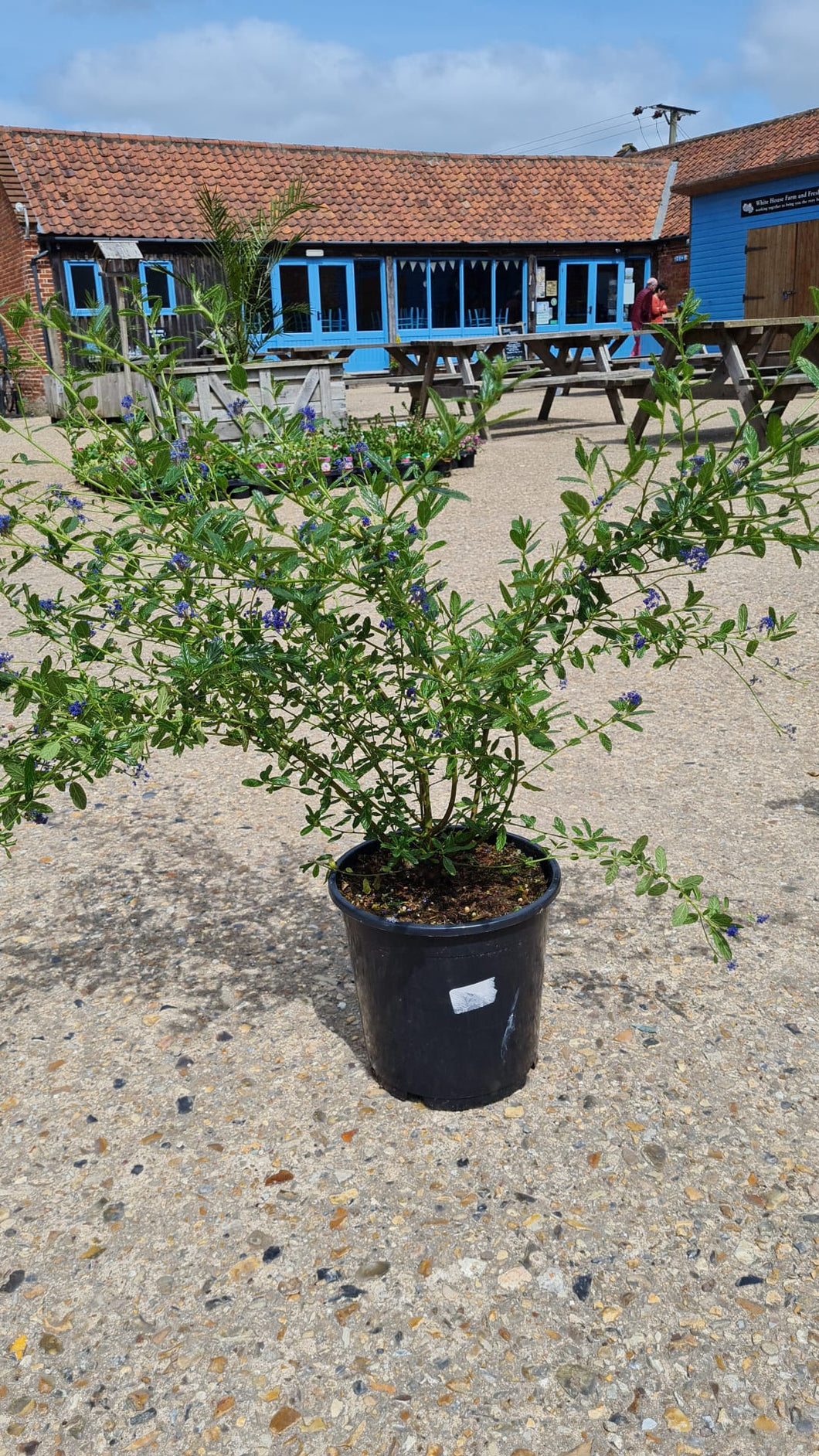 Large ceanothus *click and collect only*
