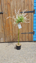 Load image into Gallery viewer, Standard Salix &#39;Flamingo&#39; Tree - CLICK AND COLLECT ONLY